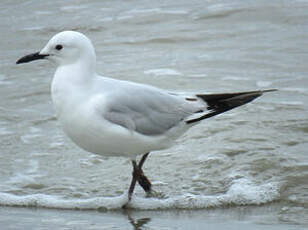 Mouette de Buller