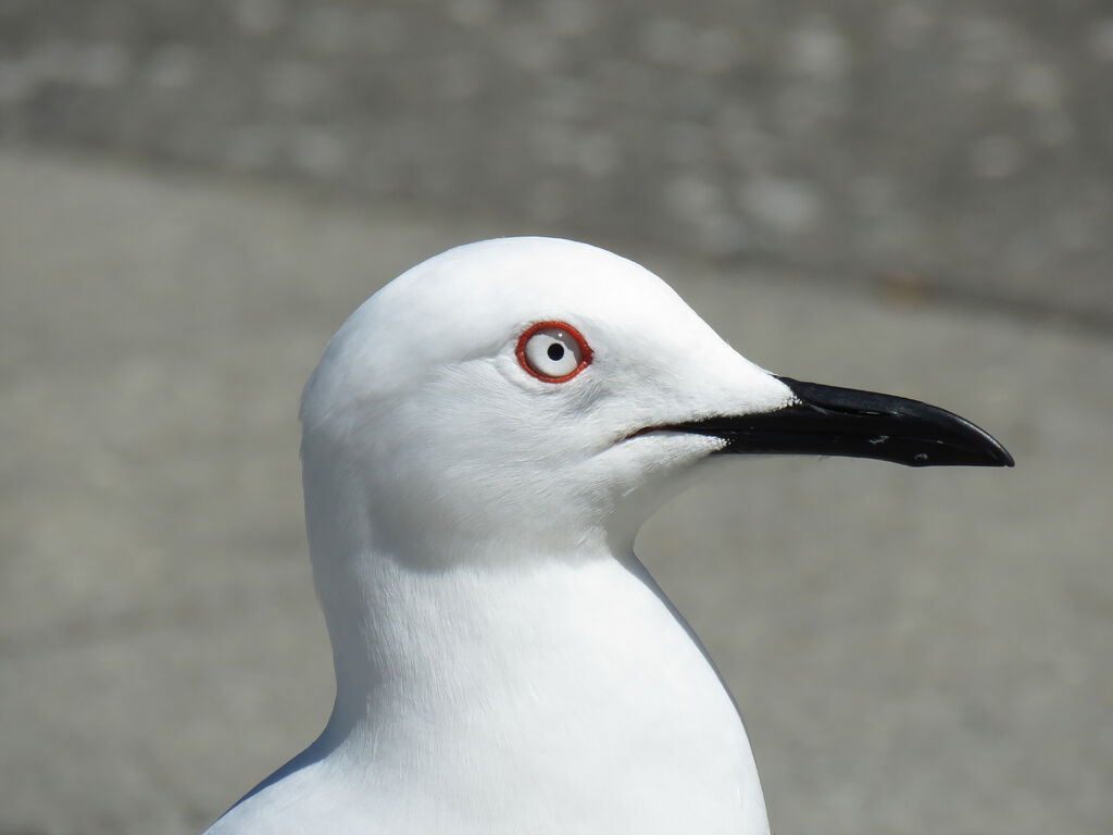 Mouette de Buller, portrait