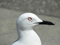 Mouette de Buller