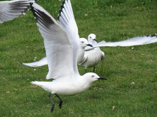 Mouette de Buller