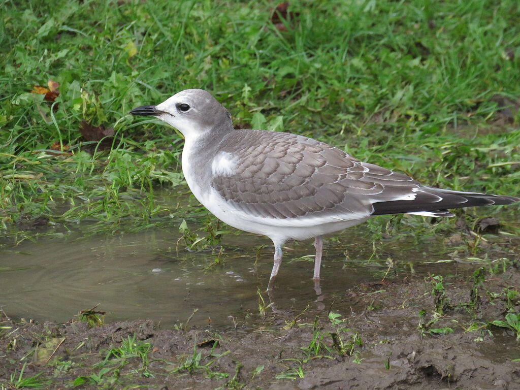 Mouette de Sabine