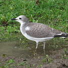 Mouette de Sabine