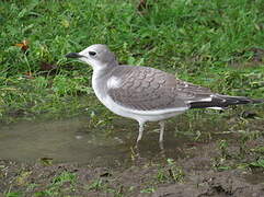 Sabine's Gull