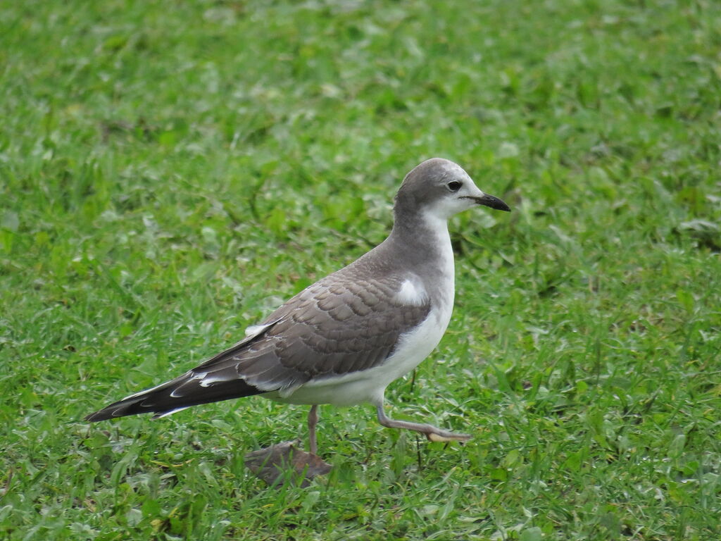 Mouette de Sabine