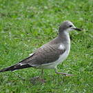 Mouette de Sabine