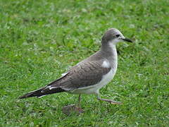 Sabine's Gull