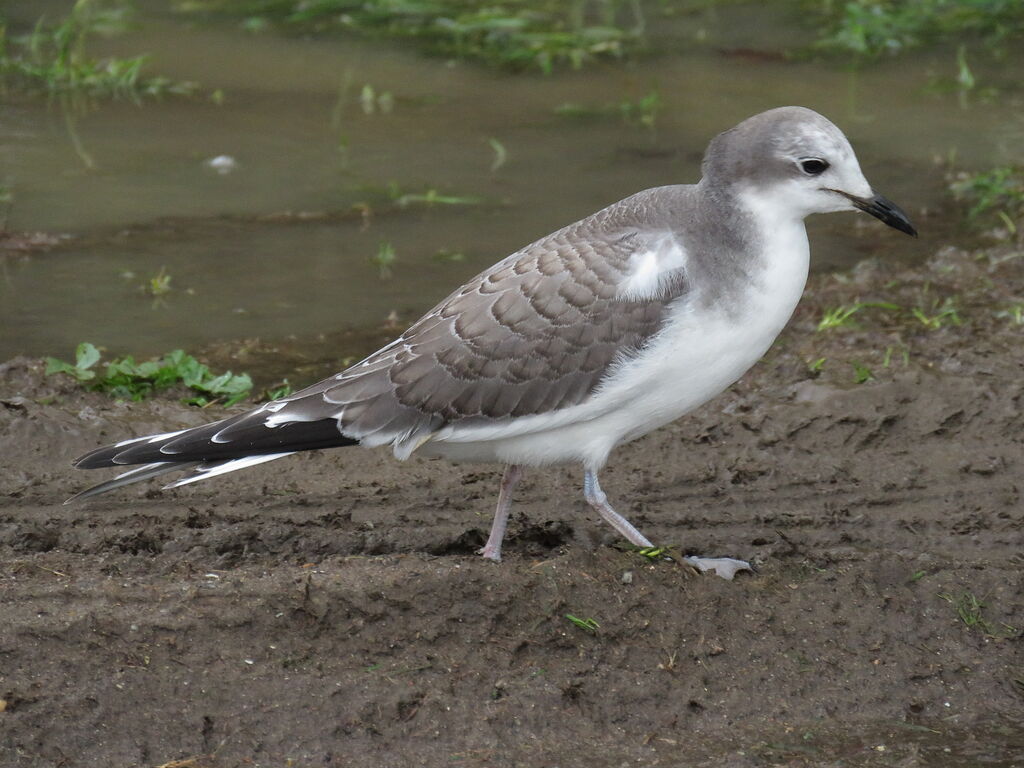 Mouette de Sabine