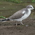 Mouette de Sabine