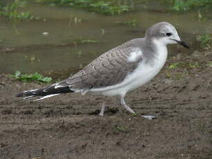 Mouette de Sabine