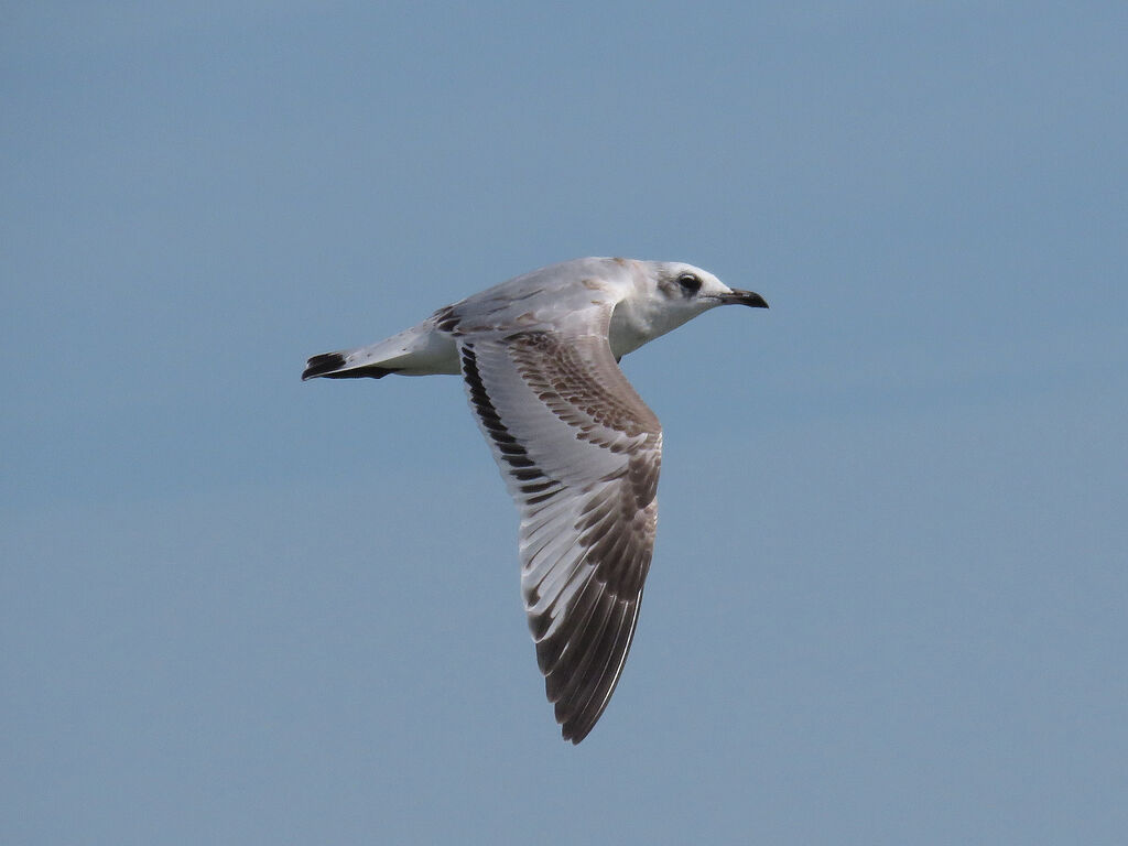 Mediterranean GullFirst year