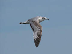 Mouette mélanocéphale