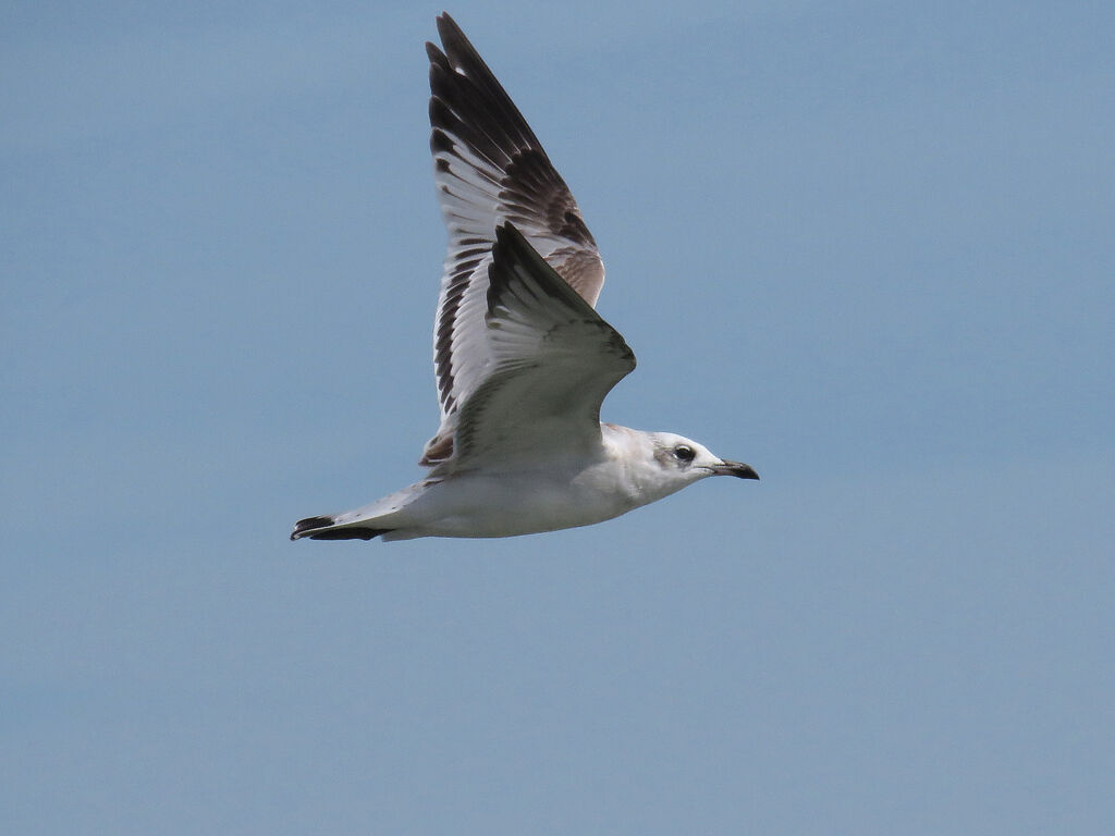 Mouette mélanocéphale1ère année