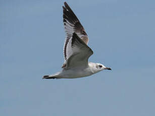 Mouette mélanocéphale