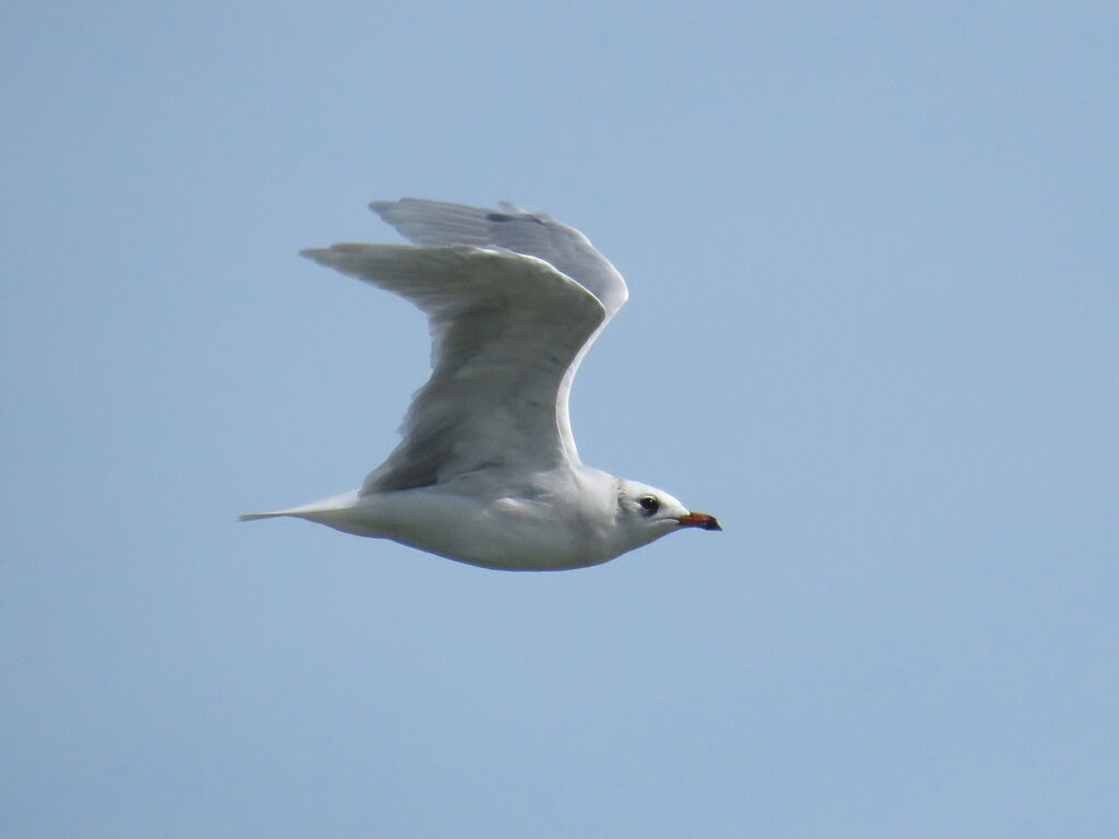 Mouette mélanocéphale