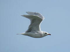 Mouette mélanocéphale