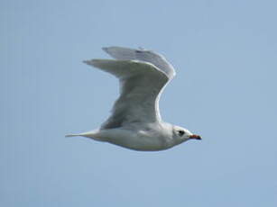 Mouette mélanocéphale