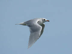 Mouette mélanocéphale