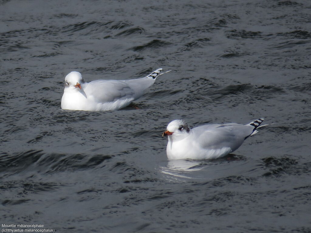 Mediterranean GullSecond year