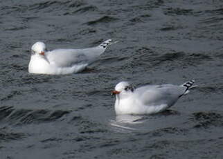 Mouette mélanocéphale