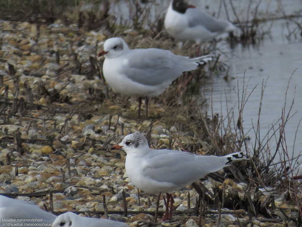 Mediterranean GullSecond year