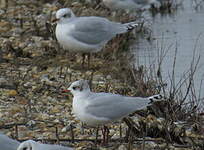 Mouette mélanocéphale