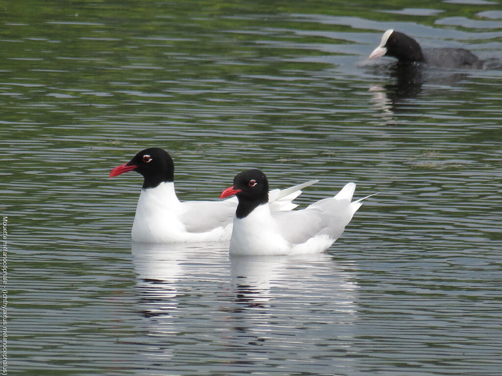 Mouette mélanocéphaleadulte