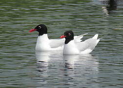 Mouette mélanocéphale