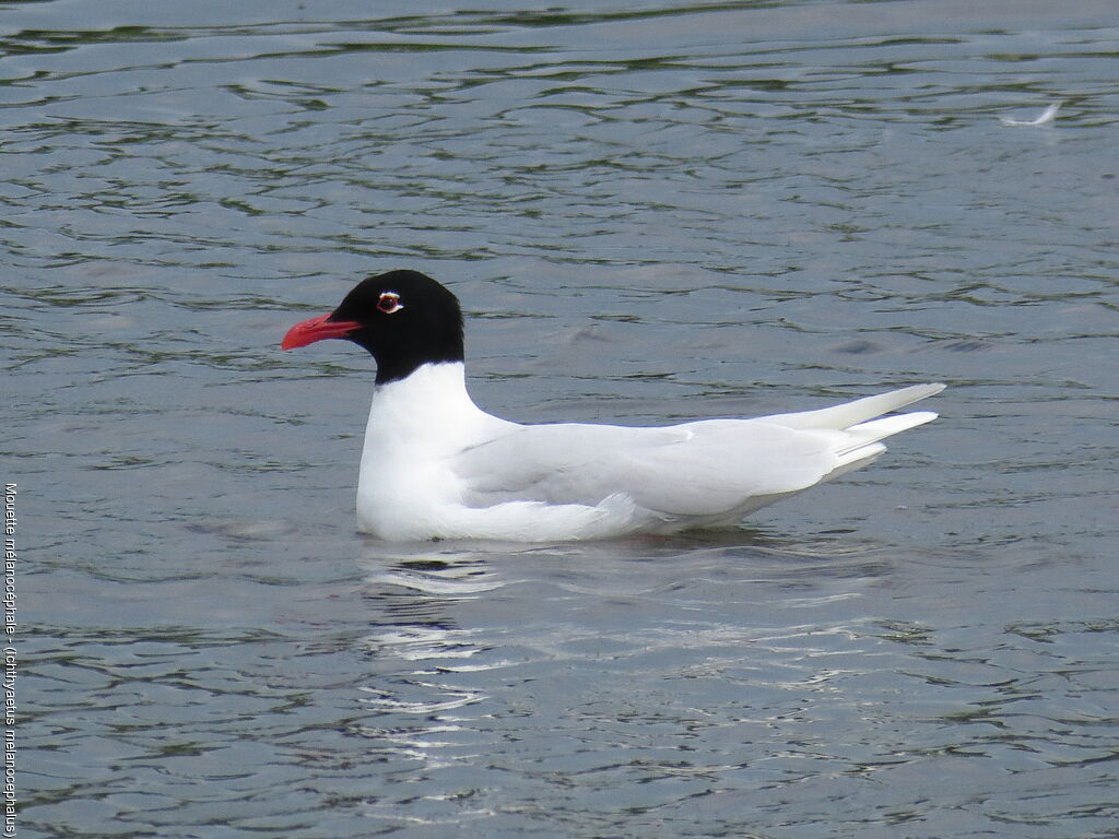 Mouette mélanocéphale