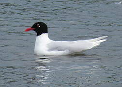 Mouette mélanocéphale