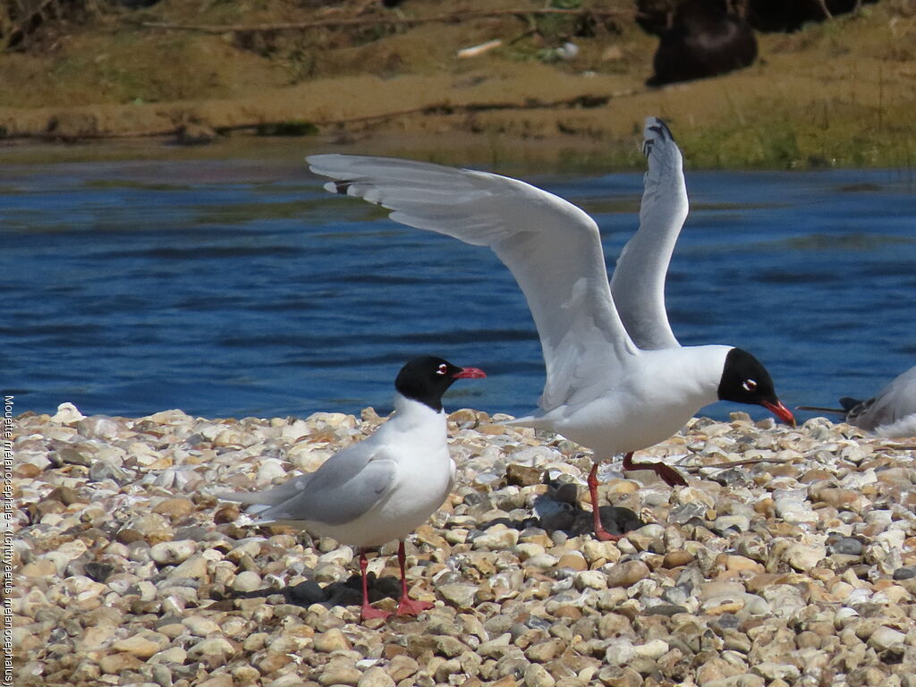 Mouette mélanocéphale