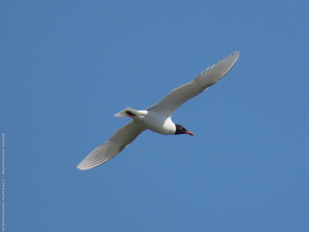 Mouette mélanocéphale
