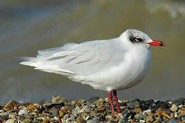 Mediterranean Gull