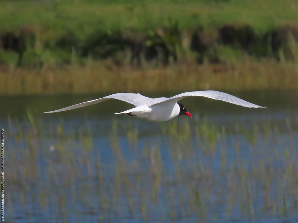 Mouette mélanocéphale