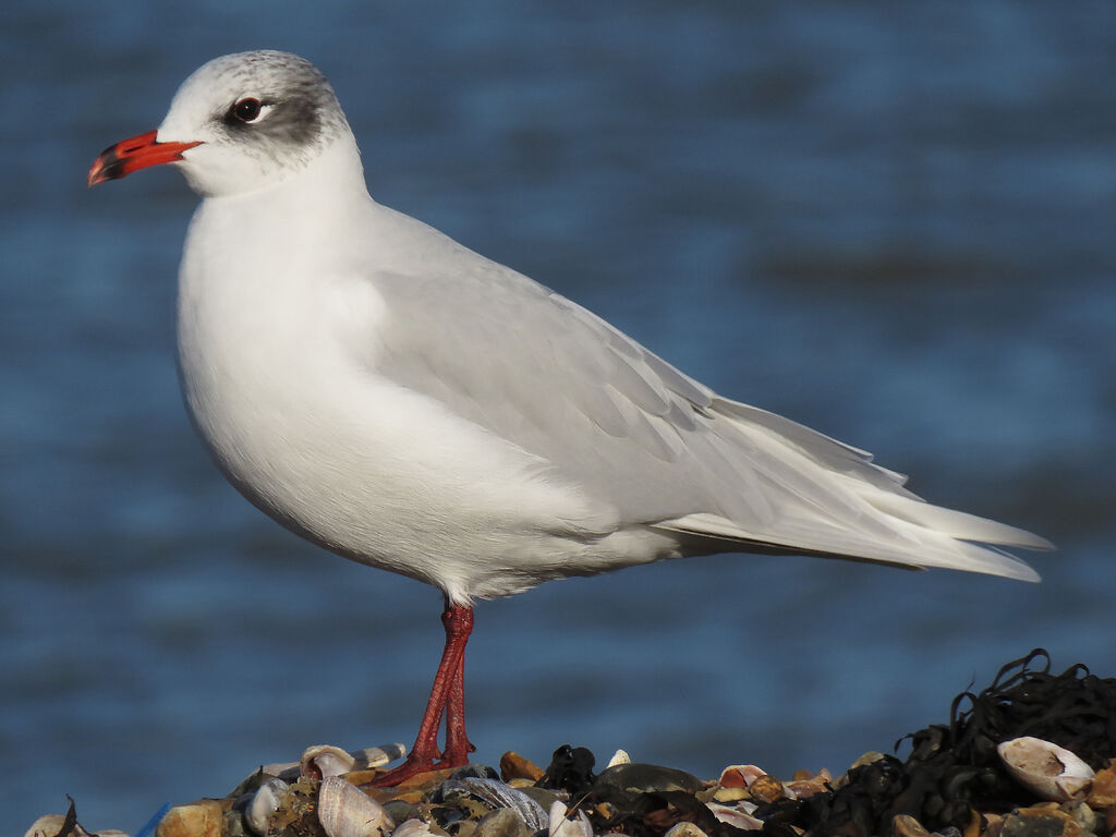 Mouette mélanocéphale