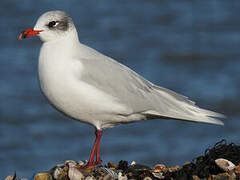 Mediterranean Gull