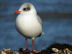 Mouette mélanocéphale