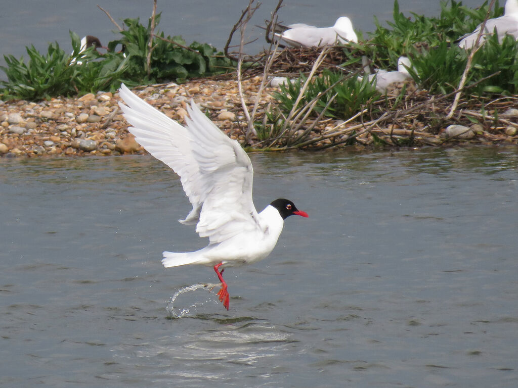 Mouette mélanocéphale