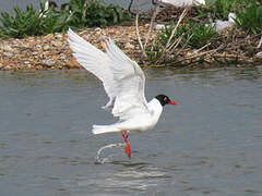 Mediterranean Gull