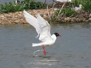 Mouette mélanocéphale