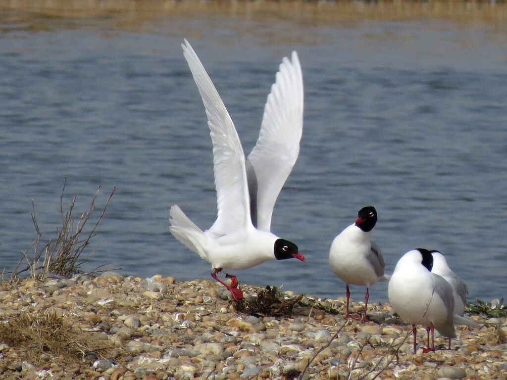 Mouette mélanocéphale