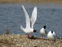 Mouette mélanocéphale