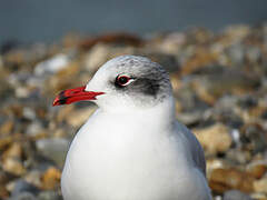 Mediterranean Gull