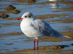 Mediterranean Gull