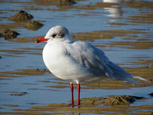 Mouette mélanocéphale