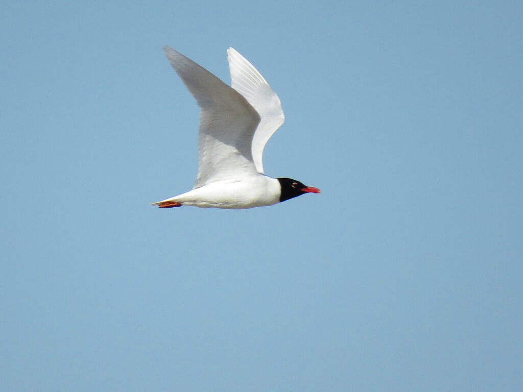 Mouette mélanocéphale