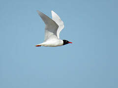 Mouette mélanocéphale