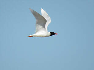 Mouette mélanocéphale