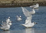 Mouette mélanocéphale