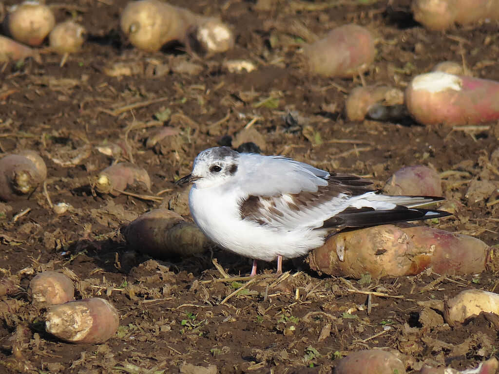 Mouette pygmée