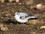 Mouette pygmée